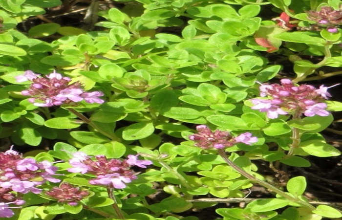 The difference between wild thyme and regular thyme