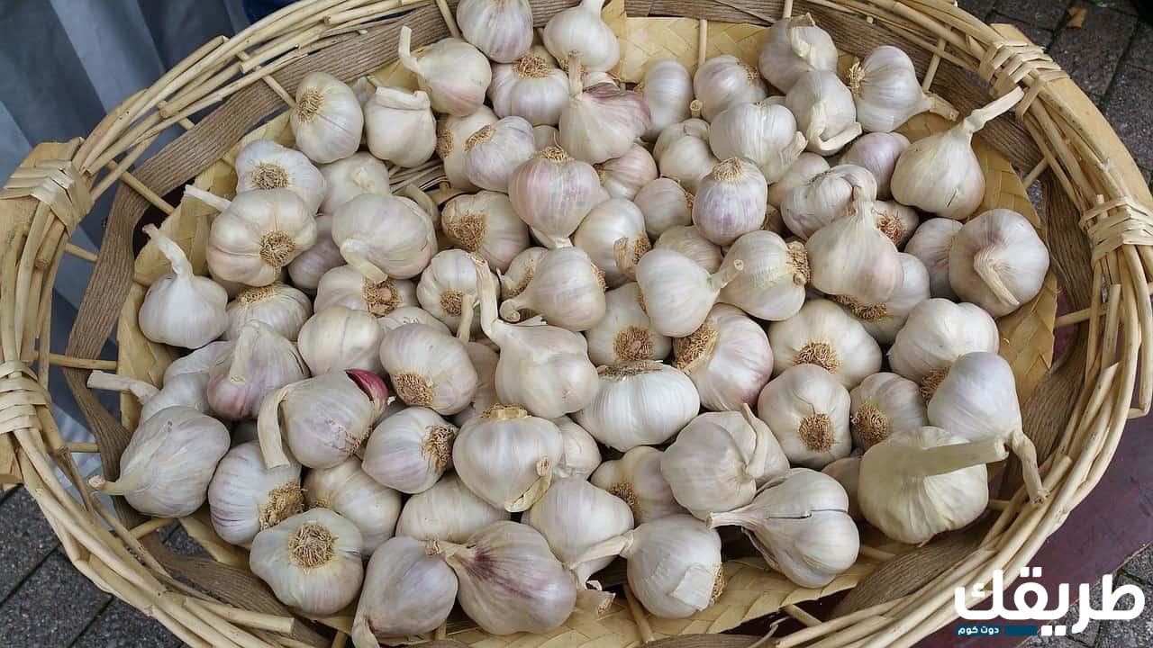 أسماء محلات العناية بالجسم 24 الثوم لإنبات الشعر