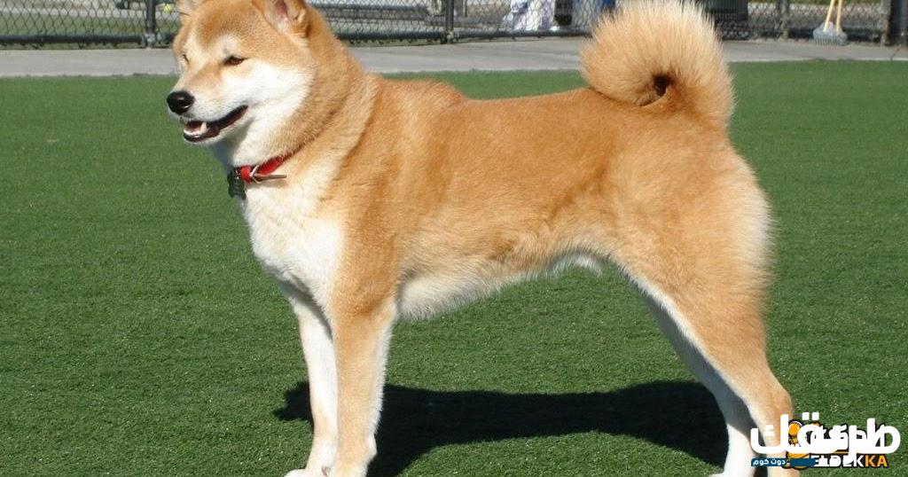 تفسير طرد الكلاب من المنزل في المنام 2 تفسير طرد الكلاب من المنزل