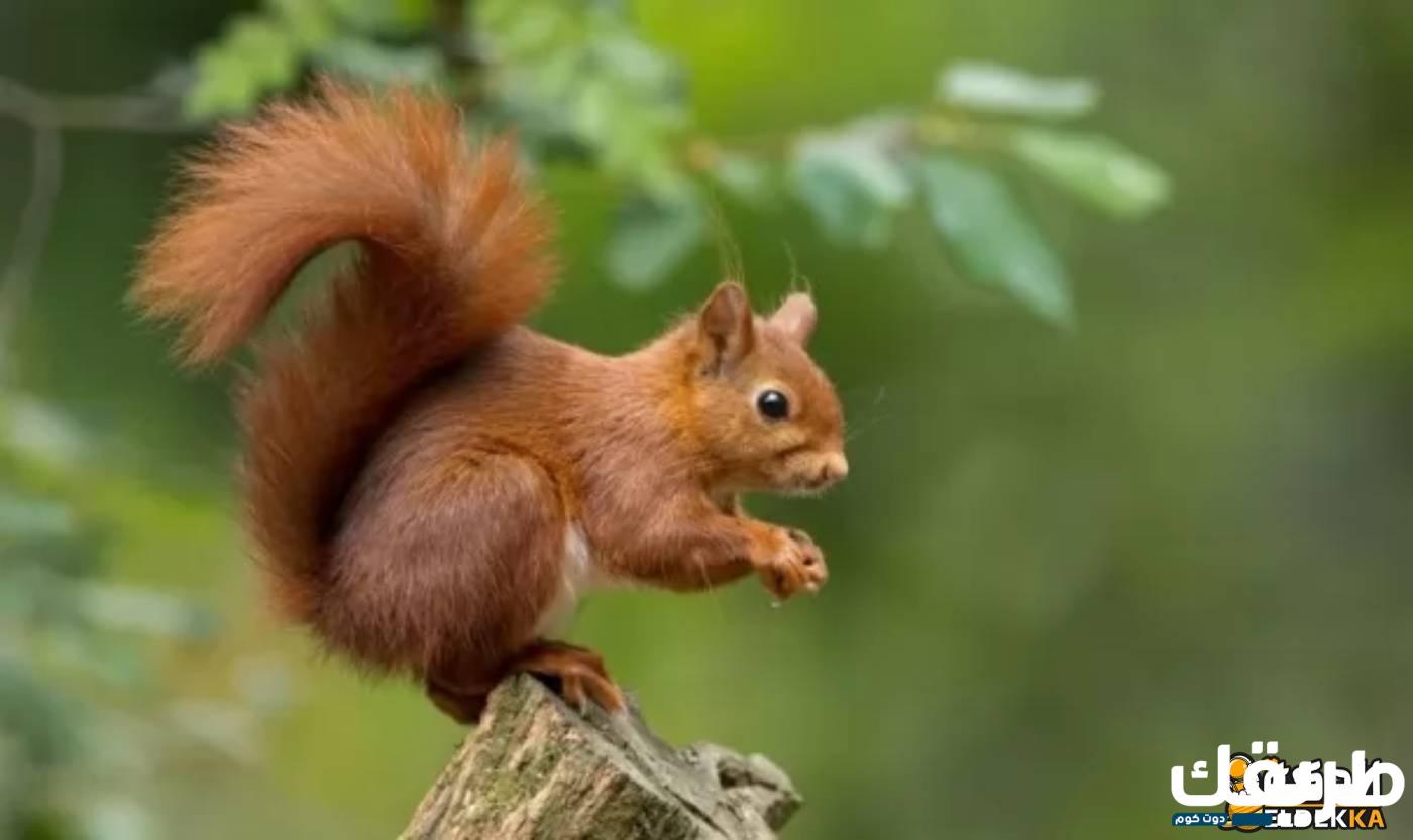 حكم أكل السنجاب أو بيعه وأنواعه 7 حكم أكل السنجاب