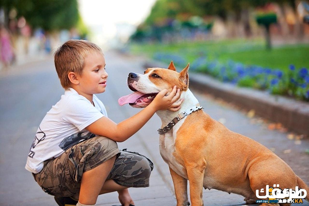 حكم اقتناء الكلاب في المذاهب الأربعة 2 حكم اقتناء الكلاب في المذاهب الأربعة