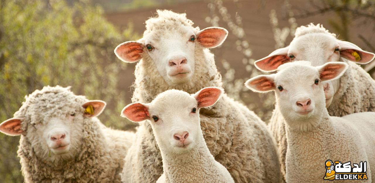 هل يجوز للمرأة أن تشتري أضحية العيد؟ 22 هل يجوز للمرأة أن تشتري أضحية العيد؟