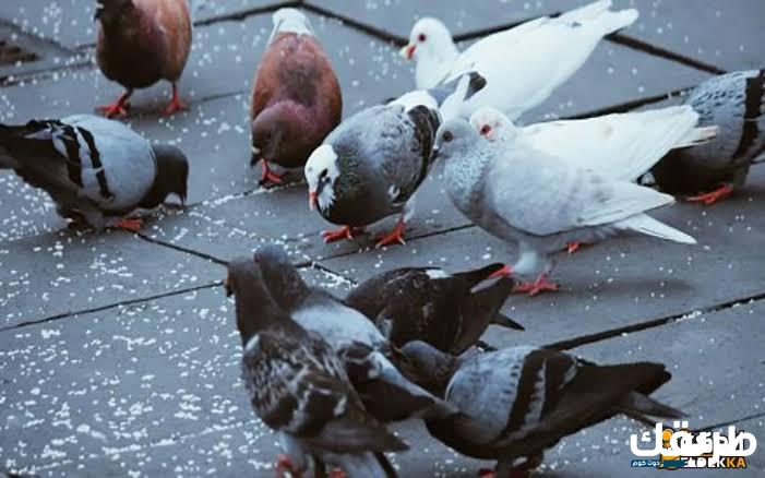 حكم تربية الحمام وهل مربيها لا تقبل شهادته 7 حكم تربية الحمام وهل مربيها لا تقبل شهادته