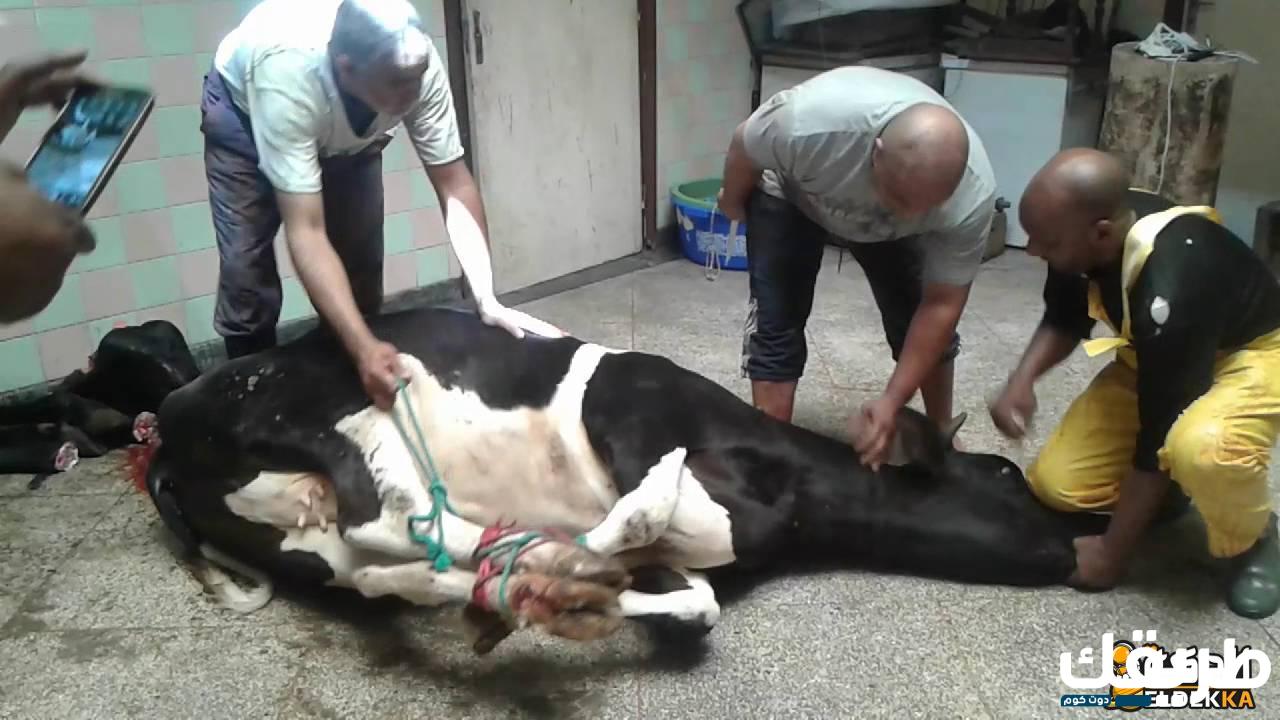 استقبال القبلة عند الذبح في المذاهب الأربعة والشروط التي حددها الشرع 7 حكم استقبال القبلة عند الذبح