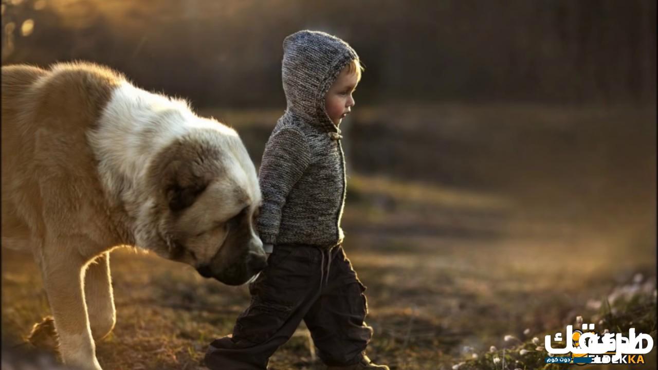 ما حكم تربية الكلاب في الإسلام بهدف اللهو أو الزينة 6 ما حكم تربية الكلاب في الإسلام؟