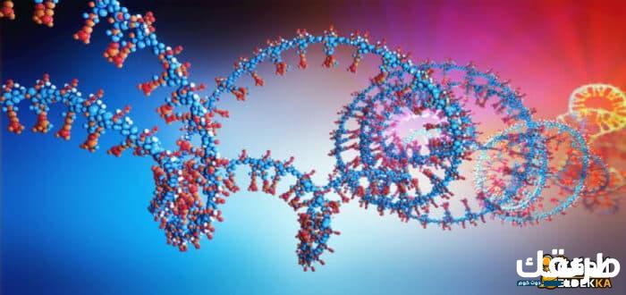 القاعدة التي توجد في DNA