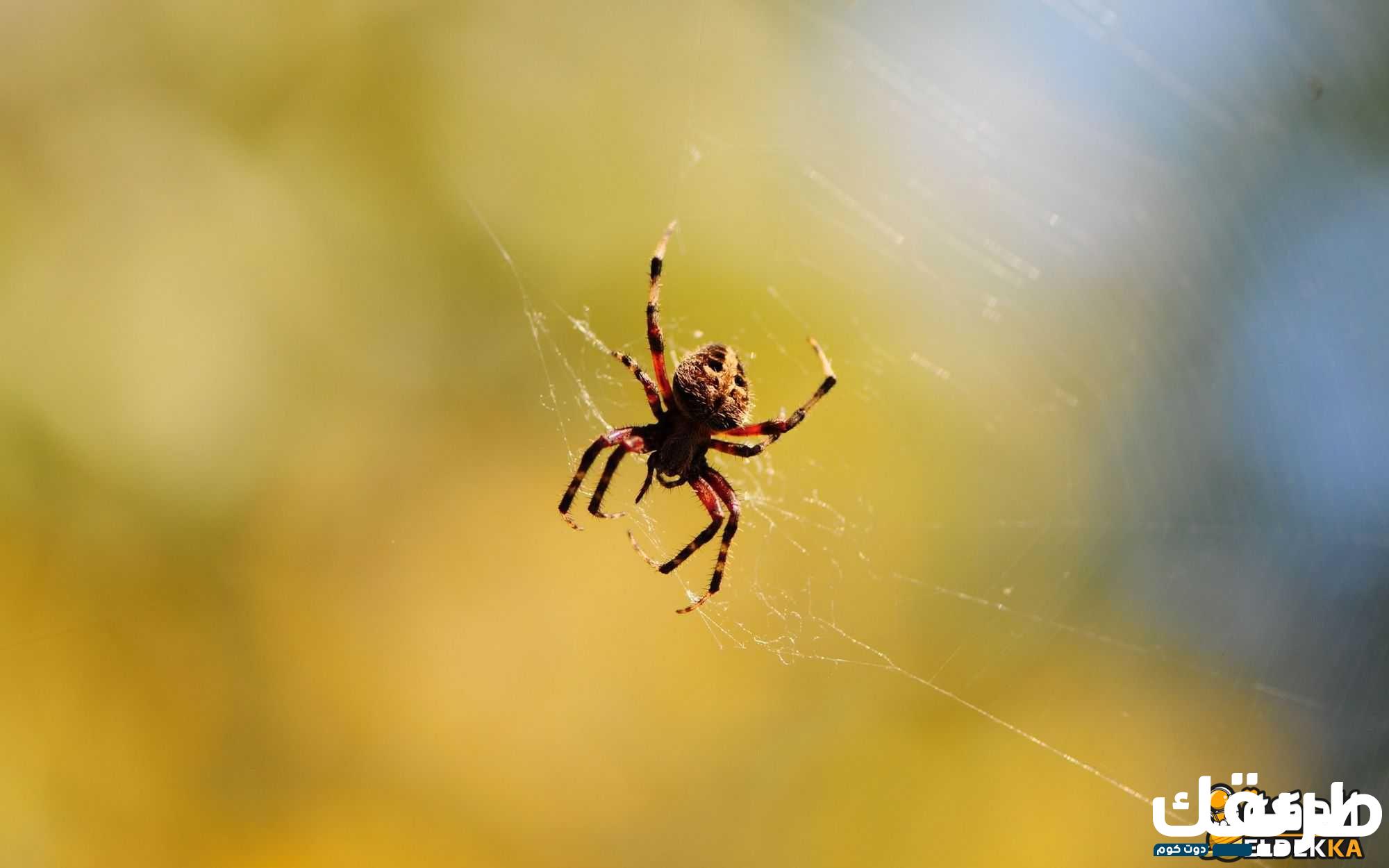 هل يجوز قتل العنكبوت وكيفية التعامل مع الحشرات داخل المنزل 8 هل يجوز قتل العنكبوت