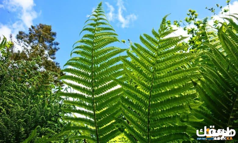 تتكاثر النباتات اللابذرية عن طريق 4 تتكاثر النباتات اللابذرية