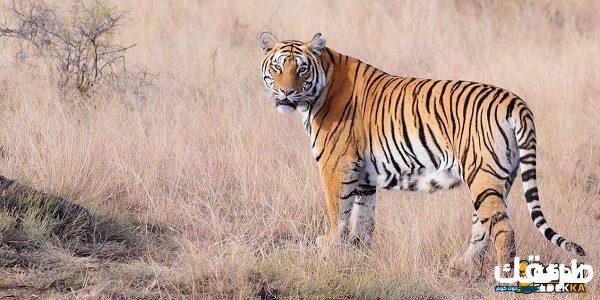 تفسير حلم رؤية الخوف من النمر في المنام للعزباء 3 تفسير حلم رؤية الخوف من النمر في المنام للعزباء