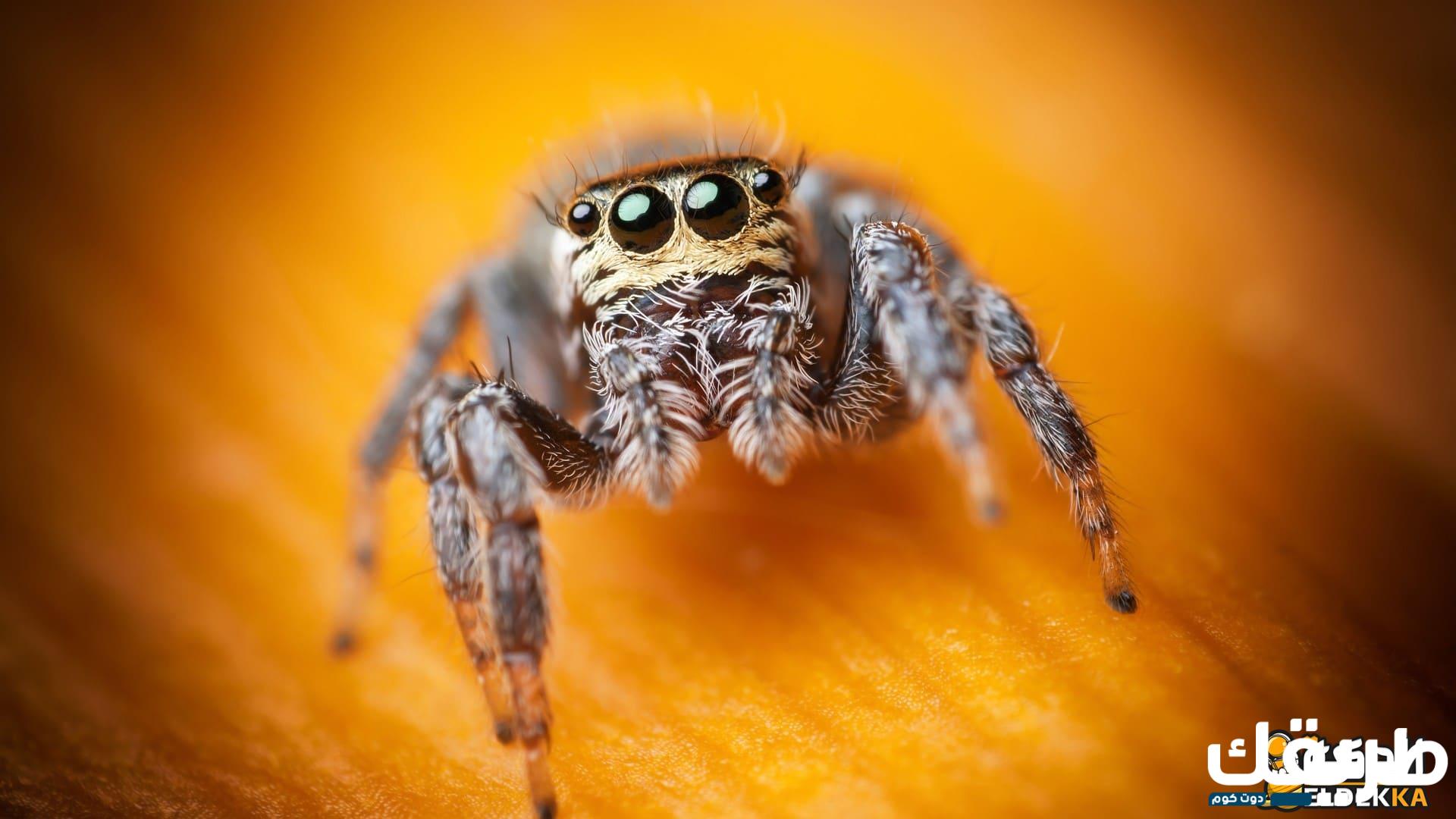 حكم قتل العنكبوت وهل يجوز لنا قتله في البيت 5 حكم قتل العنكبوت وهل يجوز لنا قتله في البيت