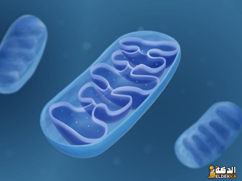 اي مما يلي يعد مركز الطاقة في الخليه؟ 6 مركز الطاقة في الخليه