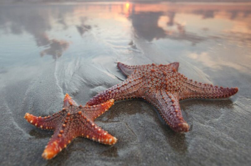 2 starfish on beach 1024x1024 1 1