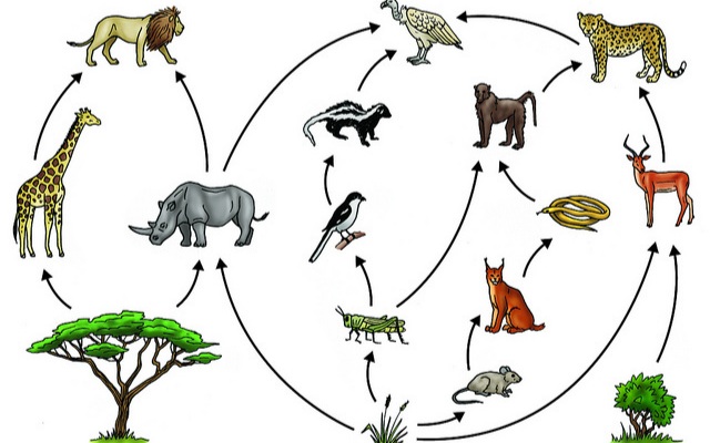 ماهو النظام البيئي المناسب للسلسلة الغذائية