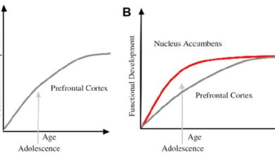 Brain balance between frontal cortex and striatum graph