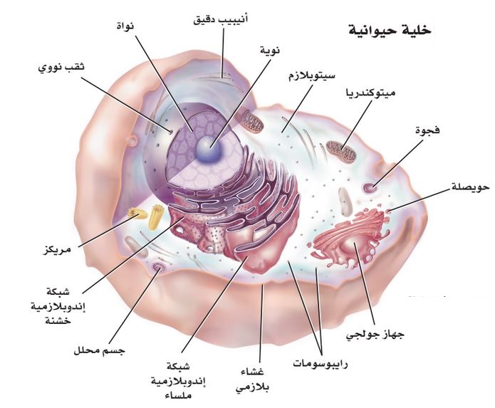 رتب أجزاء الخلية الحيوانية كما هو مطلوب في الشكل أدناه