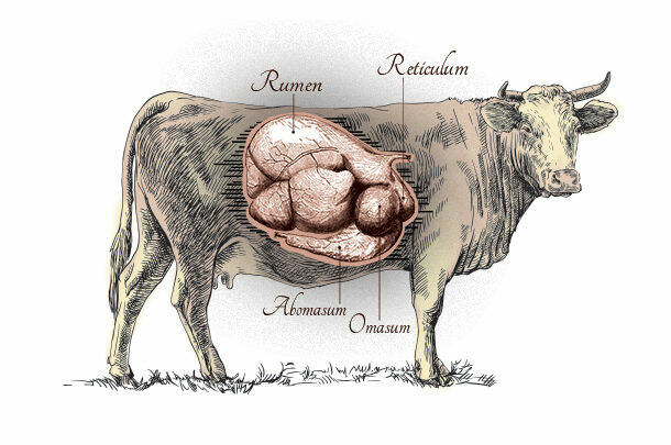 الكرش rumen