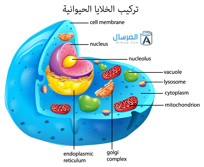 تركيب الخلايا الحيوانية