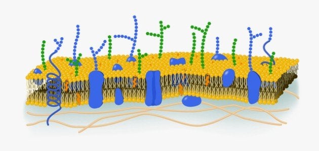 تركيب الغشاء البلازمي