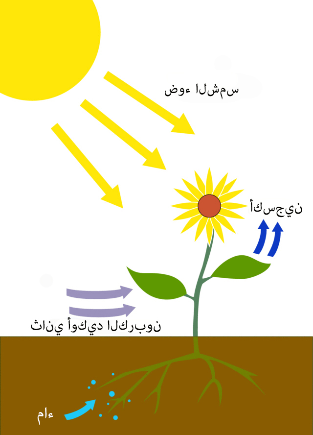 بحث عن البناء الضوئي