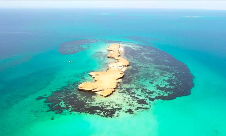 بحث عن جزيرة الفرسان بالإنجليزي 1 image 47