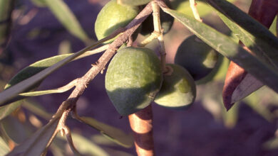 موضوع تعبير عن قطف الزيتون كامل مع العناصر 6 تعبير عن قطف الزيتون