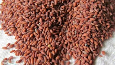 ما هي الأضرار الناجمة عن حب الرشاد جابر القحطاني؟ 8 الأضرار الناجمة عن حب الرشاد جابر القحطاني