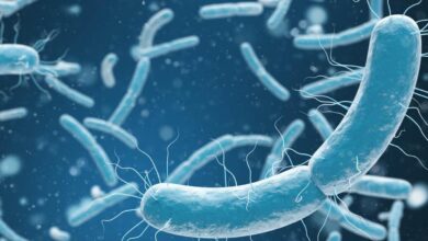 بحث عن البكتيريا تعريفها وأنواعها وكيفية تكاثرها 7 بحث عن البكتيريا تعريفها