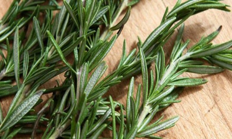 تجربتي مع بخاخ اكليل الجبل وكيفية استخدامه والفئات الممنوعين منه 1 تجربتي مع بخاخ اكليل الجبل