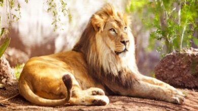 تفسير حلم الأسد في المنام 7 تفسير حلم الأسد في المنام
