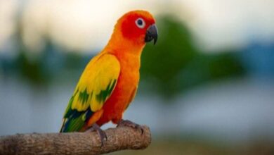 تفسير حلم الببغاء في المنام للعزباء والمتزوجة والحامل 3 تفسير حلم الببغاء في المنام
