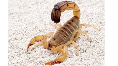 تفسير حلم العقرب للمتزوجة والعزباء 6 تفسير حلم العقرب للمتزوجه والعزباء