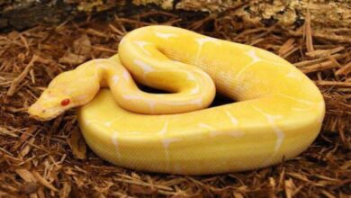 تفسير رؤية الثعبان الاصفر في المنام 5 تفسير رؤية الثعبان الاصفر