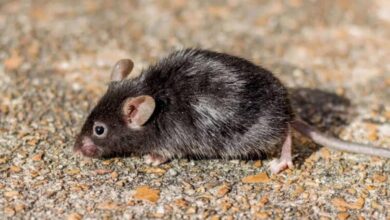 تفسير رؤية الفار الأسود للعزباء وحالاتها 7 تفسير رؤية الفار الأسود