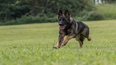 تفسير رؤية الهروب من كلب في المنام 2 تفسير رؤية الهروب من كلب في المنام