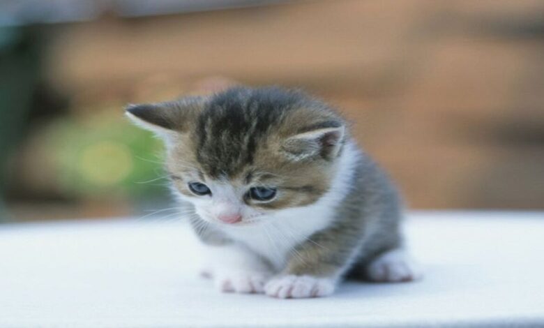 تفسير رؤية قطة تعانقني في المنام للعزباء 1 تفسير رؤية قطة تعانقني في المنام للعزباء