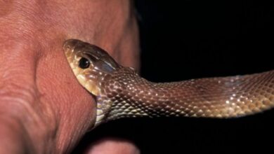 تفسيرات ودلالات حلم لدغة الثعبان 25 تفسيرات ودلالات حلم لدغة الثعبان