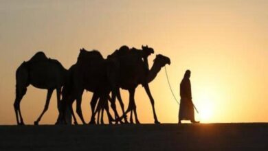 من هو الصحابي الذي نزل النبي ضيفًا في بيته؟ 4 الصحابي الذي نزل النبي ضيفًا في بيته