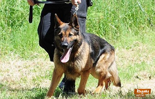 ما هو الكلب العقور؟ وأهم صفاته وكيفية التعامل معه 3 ما هو الكلب العقور؟ وأهم صفاته وكيفية التعامل معه