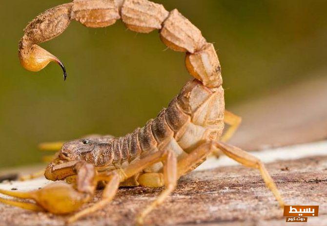 تفسير حلم عقرب لونه بني في المنام 8 تفسير حلم عقرب لونه بني في المنام