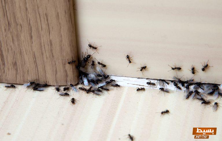 تفسير حلم نمل تحت السرير في المنام 4 تفسير حلم نمل تحت السرير في المنام