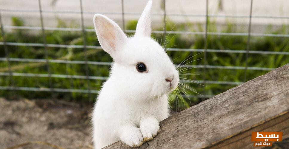 Rabbit Vaccinations Featured Image Updated