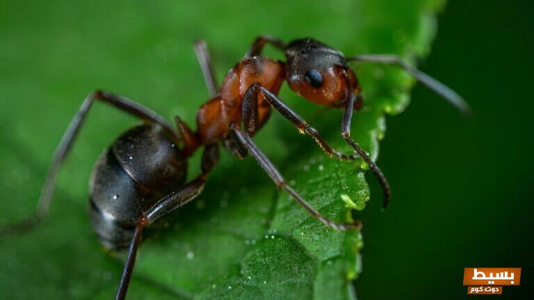 تفسير حلم رؤية النمل يطير في المنام لابن سيرين 2 تفسير حلم رؤية النمل يطير في المنام لابن سيرين