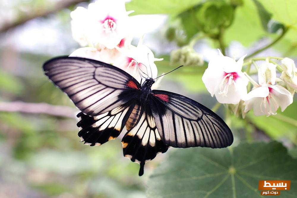 تفسير حلم فراشة جميلة على يدي في المنام 8 تفسير حلم فراشة جميلة على يدي في المنام