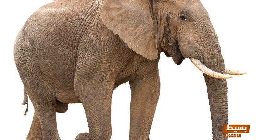 تفسير حلم فيل يجري ورائي في المنام للعزباء والمتزوجة 5 تفسير حلم فيل يجري ورائي في المنام