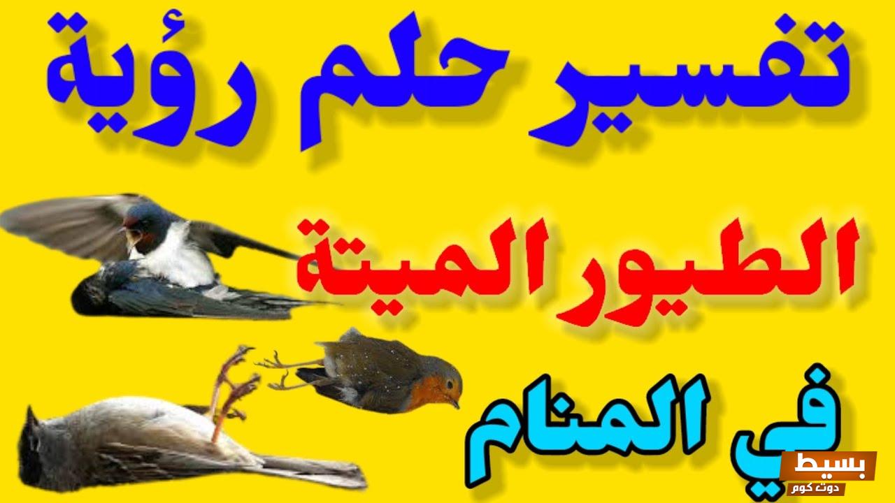 تفسير حلم الطيور الميتة في المنزل في المنام 4 تفسير حلم الطيور الميتة في المنزل في المنام