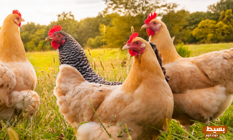 اقتراح اسماء شركات دواجن باللغة الانجليزية والعربية 6 اقتراح اسماء شركات دواجن