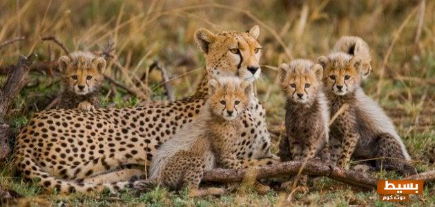 اسم انثى حيوان الفهد و أهم المعلومات عنها 8 اسم انثى حيوان الفهد و أهم المعلومات عنها