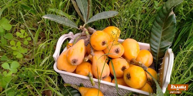 ما هو الزعرور وتاريخه في المغرب وفوائده الصحية 6 ما هو الزعرور وتاريخه في المغرب وفوائده الصحية