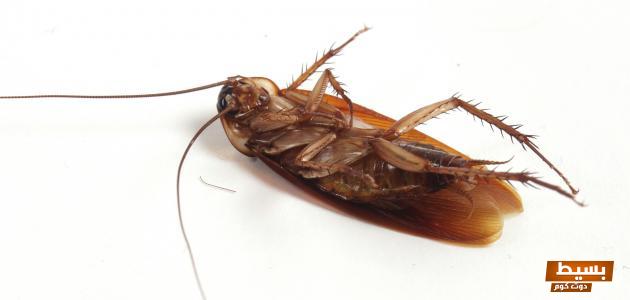 تفسير حلم الصراصير في البيت وقتلها في المنام 4 تفسير حلم الصراصير في البيت وقتلها في المنام
