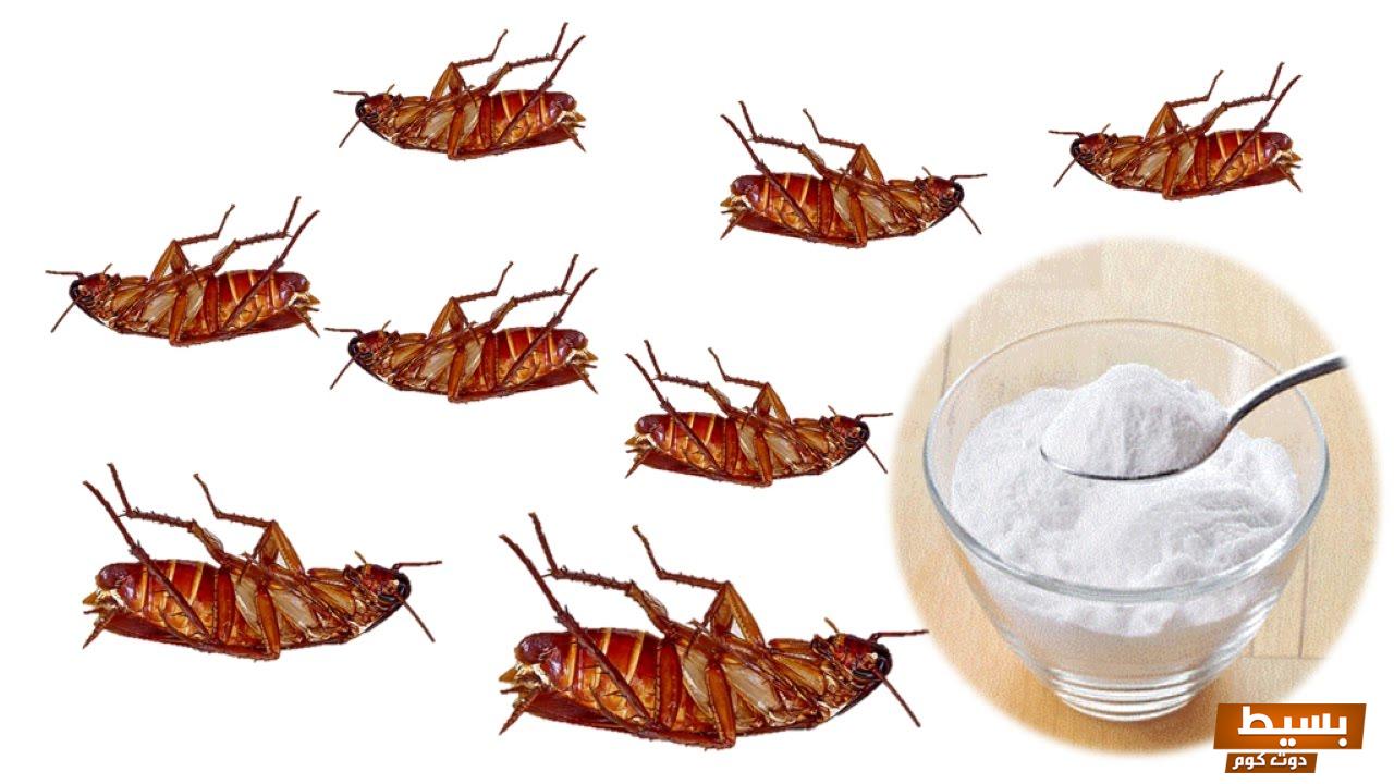 وصفة لقتل الصراصير والخلاص النهائي منها 7 وصفة لقتل الصراصير والخلاص النهائي منها